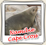 Photos de Cape Cross, Novembre 2006